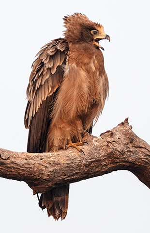 African Harrier Hawk immature